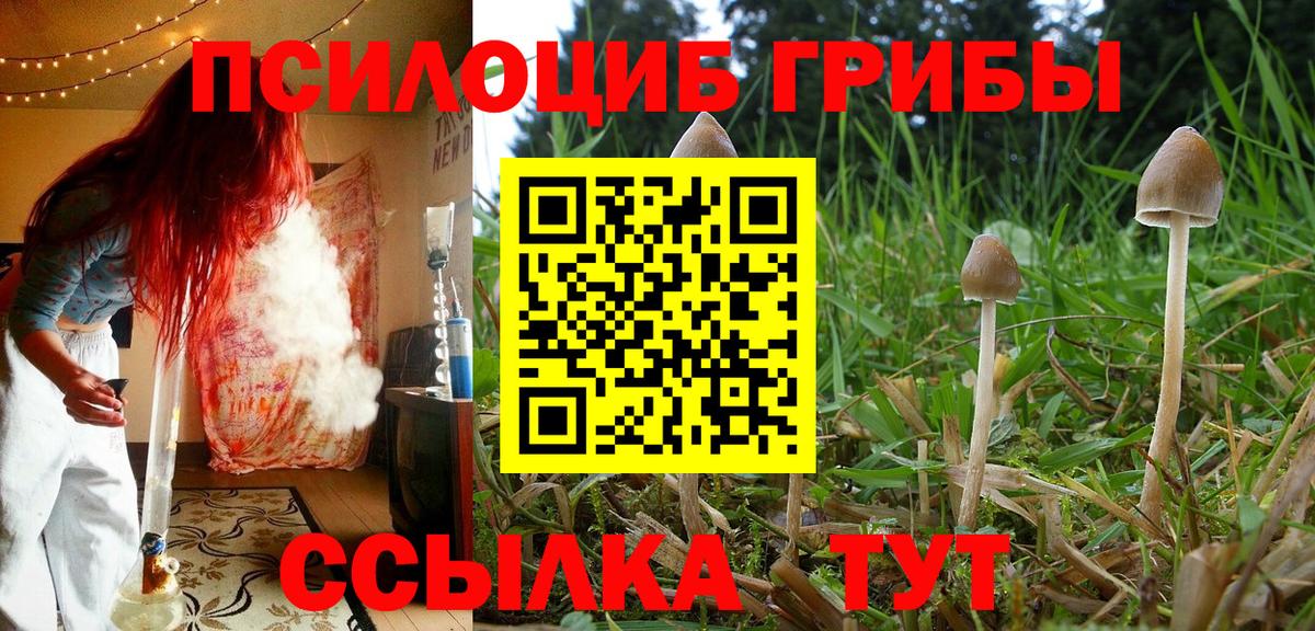 Псилоцибиновые грибы Psilocybine cubensis Ипатово